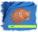 Морская раковина Львиная Лапа, Sea shell Nodipecten nodosus
