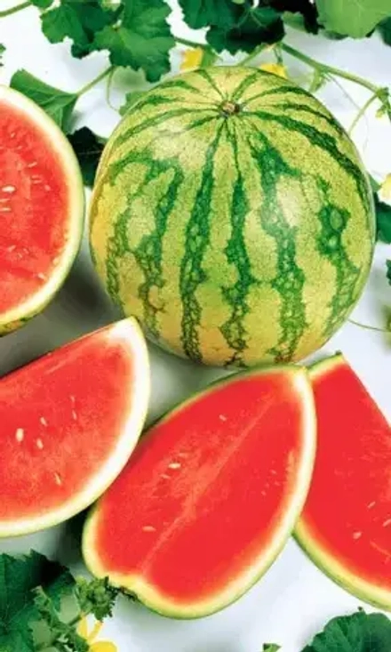 Арбуз Скорик 10шт УрДачник