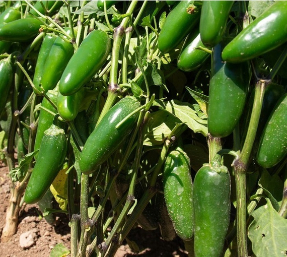 ФАНДАДОР F1 семена перца острого (Nunhems | Alexagro) – фото 3