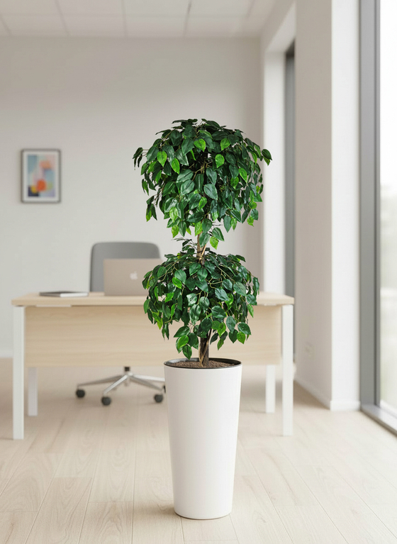 Фикус Шар двойной в высоком белом глянцевом кашпо