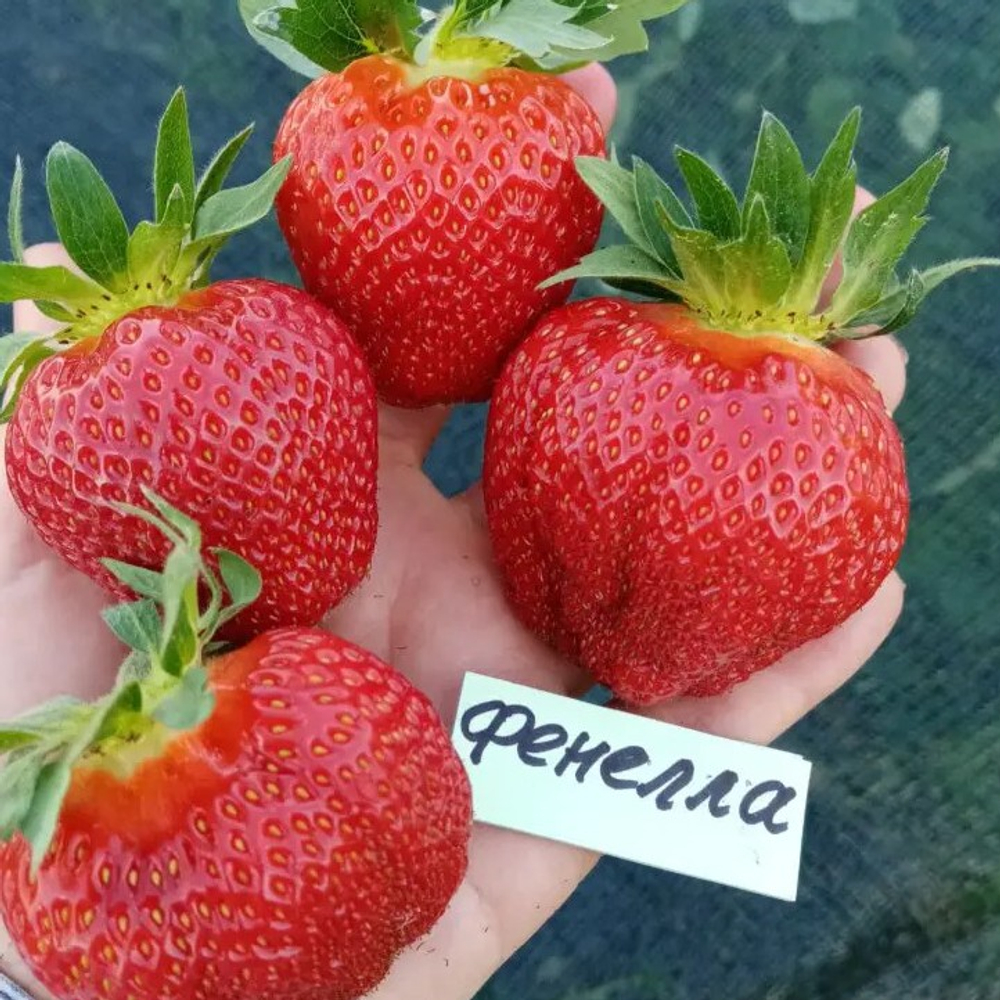 Земляника садовая (клубника) ФЕНЕЛЛА , ФИОНА
