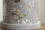 Кашпо Peperomia (под d10)