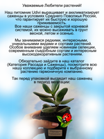 Денежное дерево Толстянка