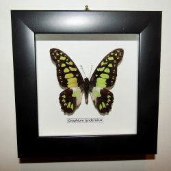 Бабочка Graphium tynderaeus в рамке