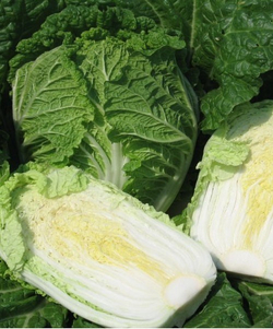 Капуста пекинская Спринкин F1 10шт Мировые Семена VITA GREEN