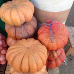 Мускатная прованская семена тыквы (Clause / Клос)