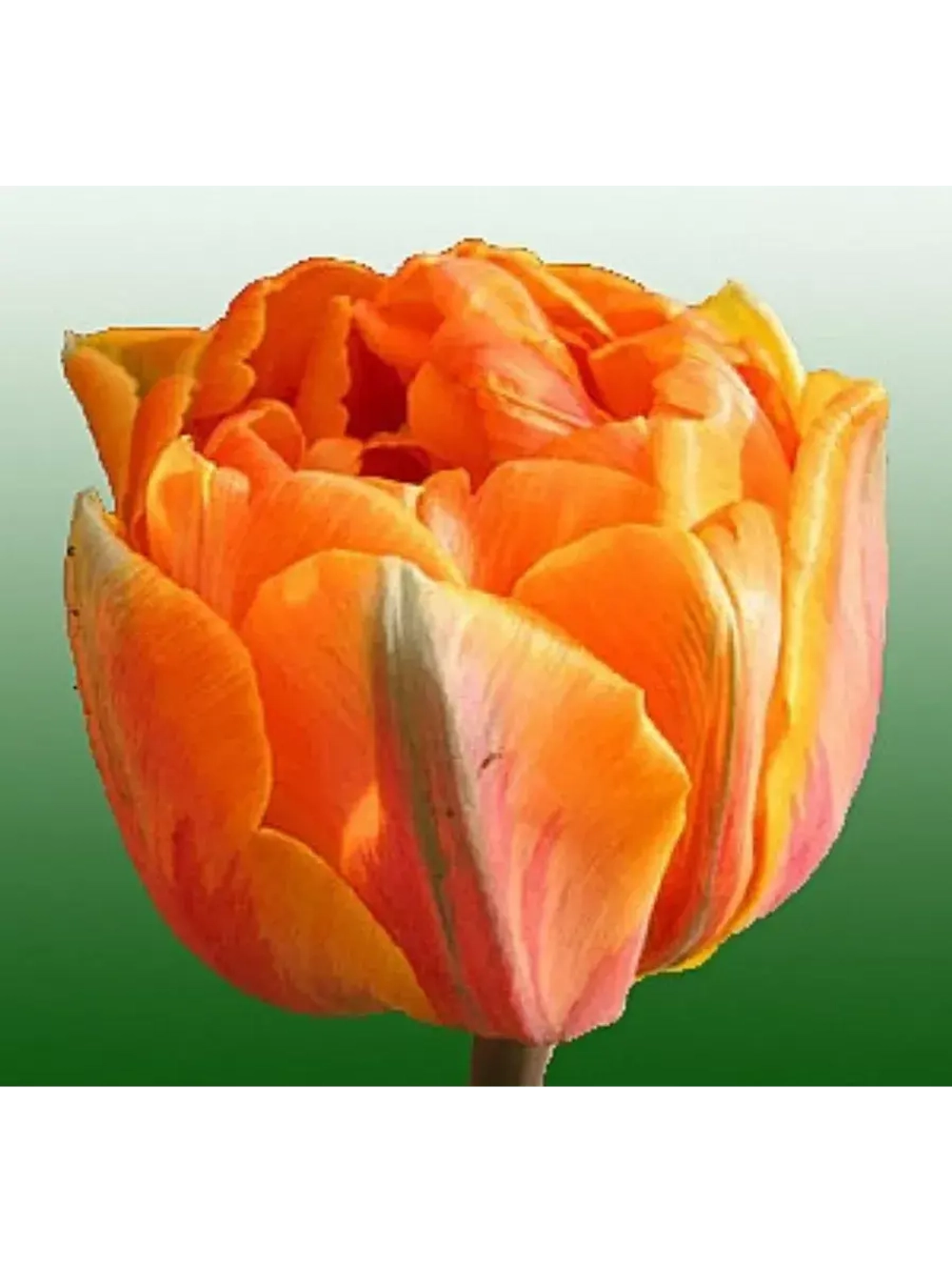 Тюльпаны пионовидные ,луковицы сорт ORKA оранжевые(4штуки)