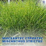 Мискантус Стриктус
