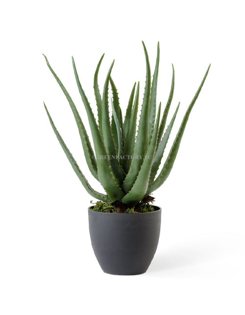 Алоэ куст в горшке