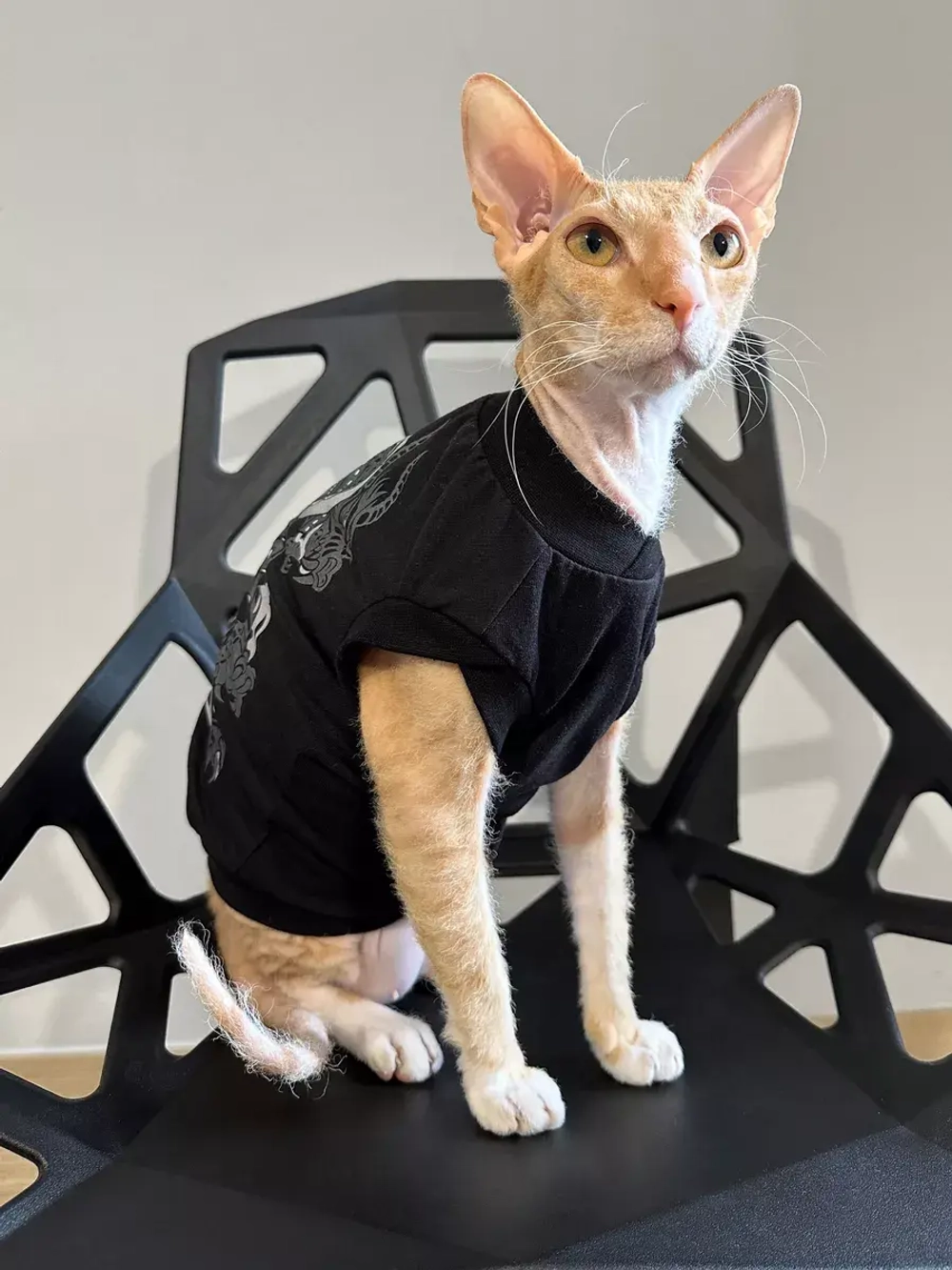 Одежда для кошек сфинкс