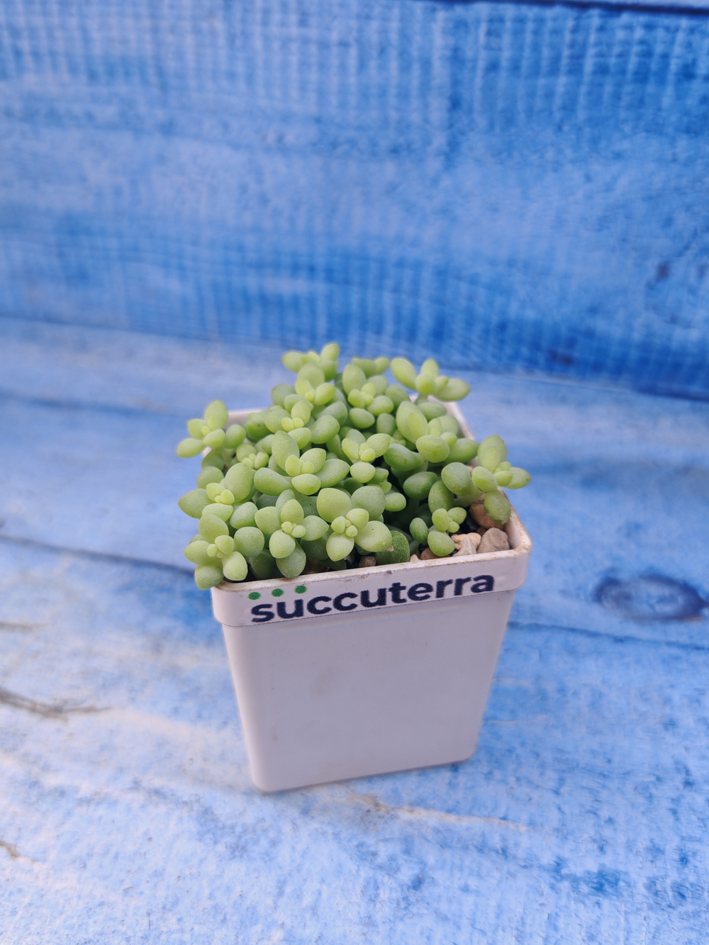 Sedum Burrito (Седум)