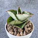 Сансевиерия LIZA