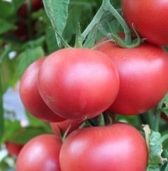 АМФИОН F1 семена томата (Vilmorin | Alexagro)