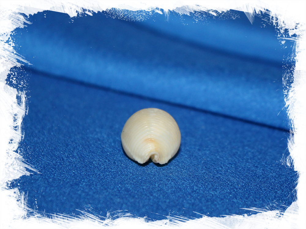 Коллекционная ракушка Ципрея чилдрени, Cypraea (ipsa) childreni