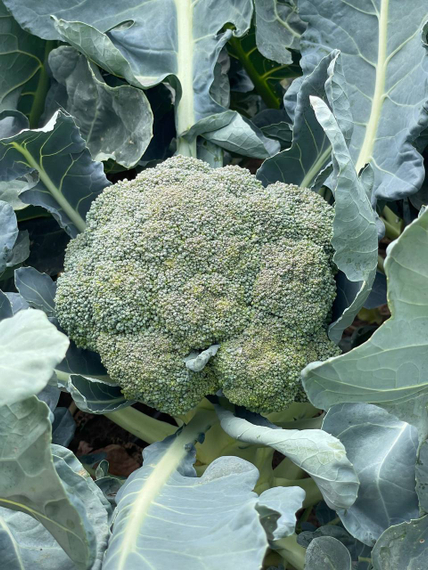 Ларссон F1 семена капусты брокколи Rijk Zwaan-Райк Цваан – фото 4