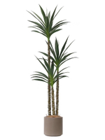 Юкка 3 ствола 170 см