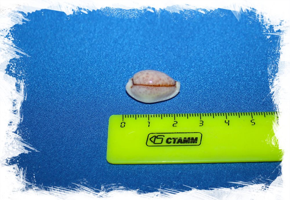 Ципрея бойвини (Erosaria boivinii)