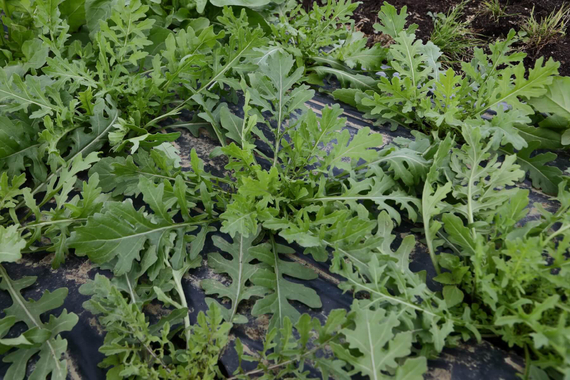 Гурман семена двурядника ( руккола дикая тонколистная ) (Гавриш) – фото 3