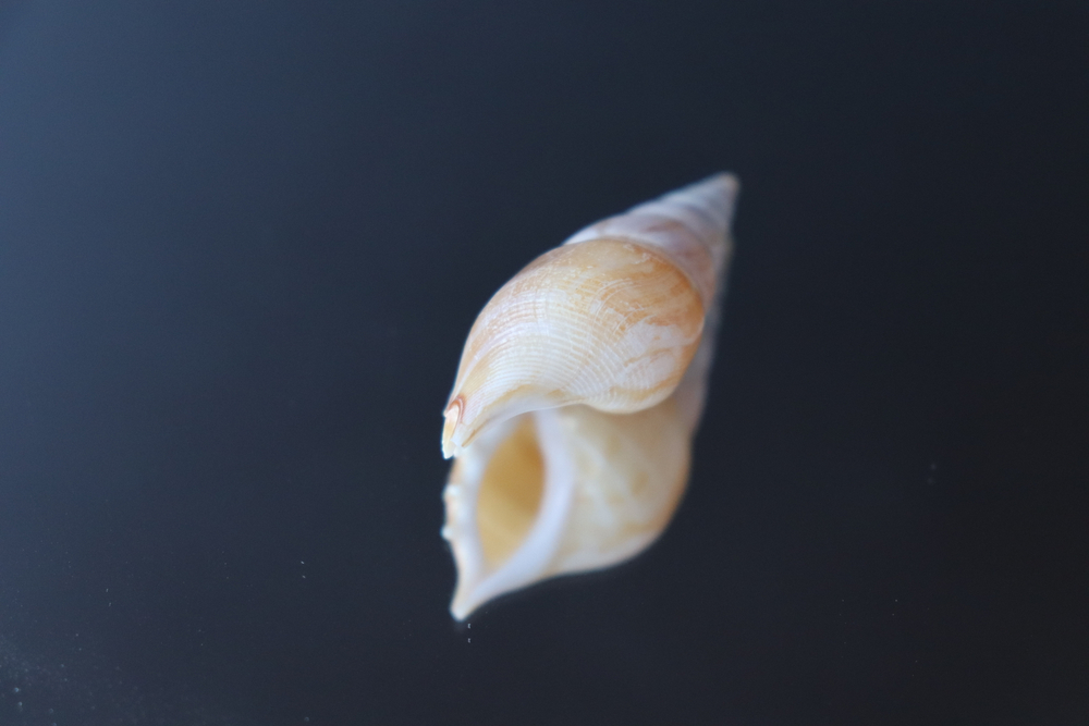 Ракушка тибия деликатула (Rostellariella delicatula)