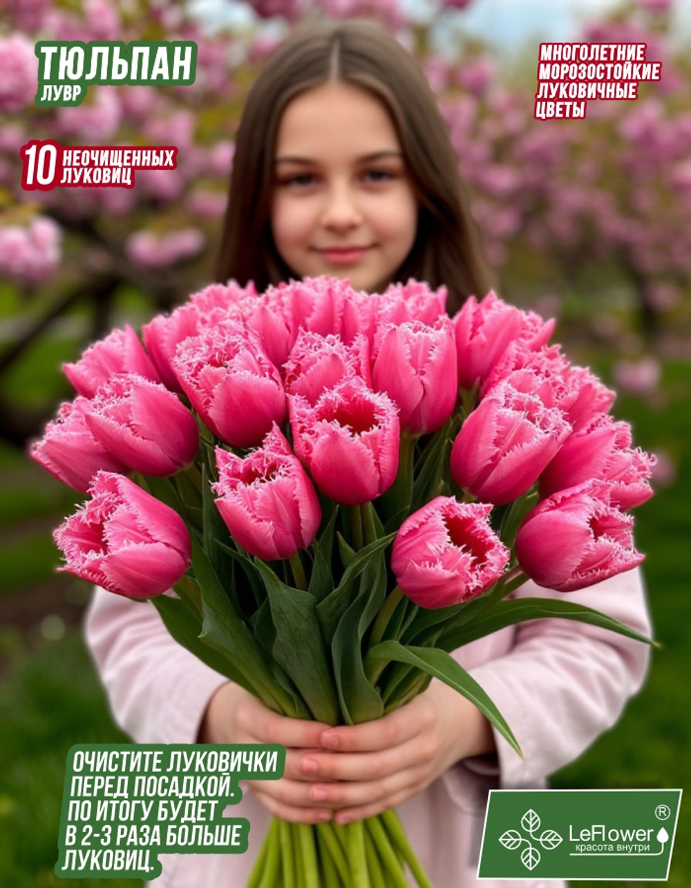 Тюльпан Луковица, Лувр, 10шт