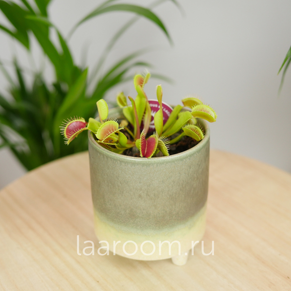 Дионея Мусципула 9/15 Мухоловка