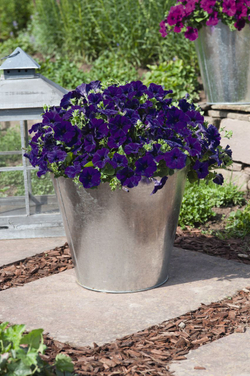 Петуния ампельная Саксесс Блю F1 (50др) Витагрин Профи