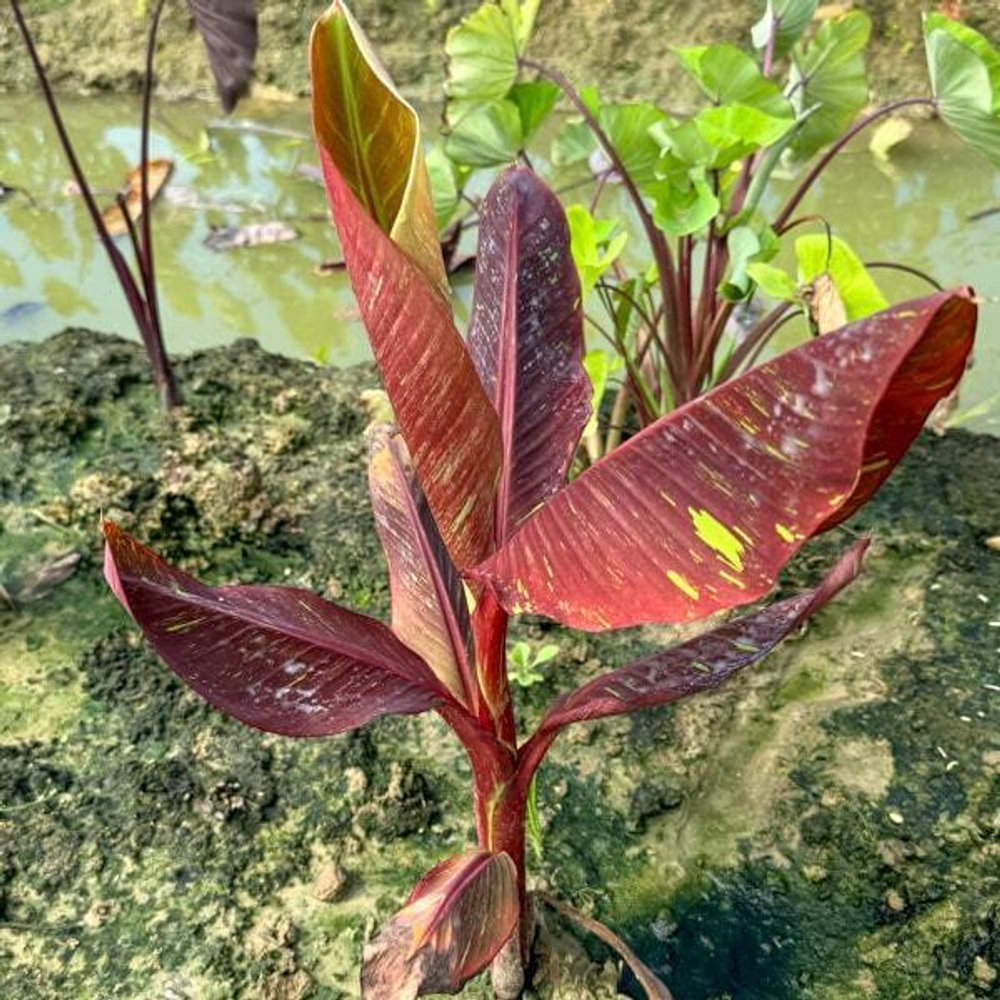 Банан вариегатный DAENG INDO/SIAM RUBY