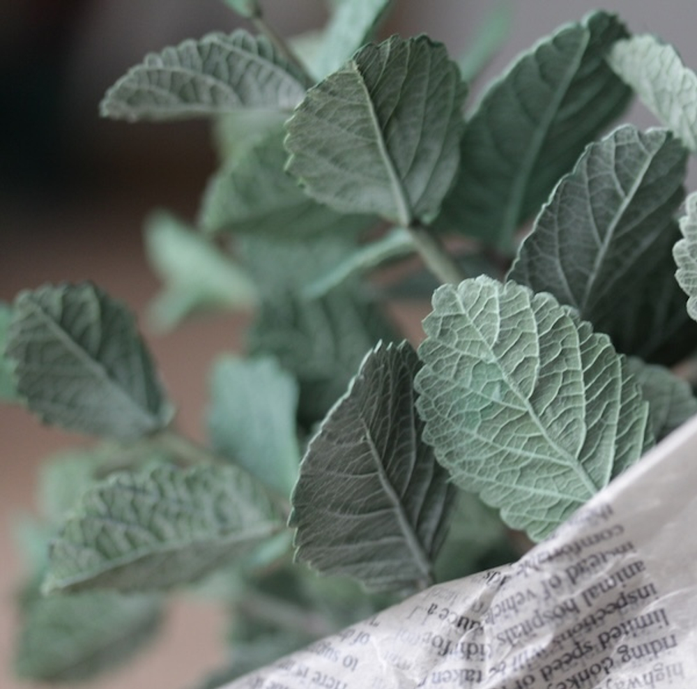 Молд силиконовый для лепки "лист Ежевики" / форма для оттиска листьев гортензии, малины, мяты)