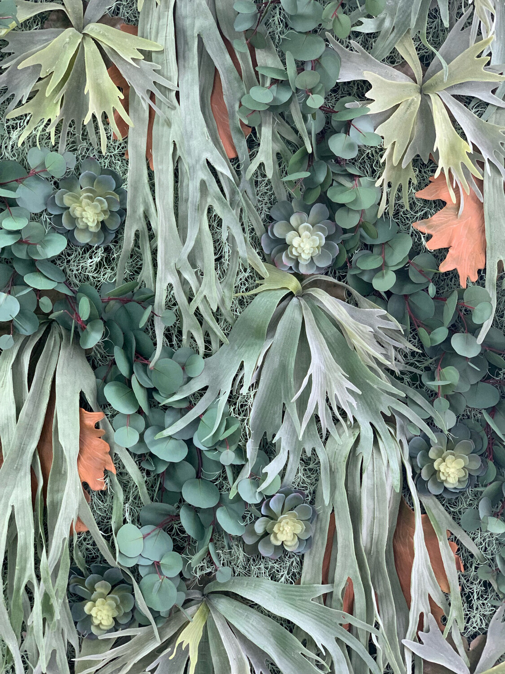 Платицериум 33 см.