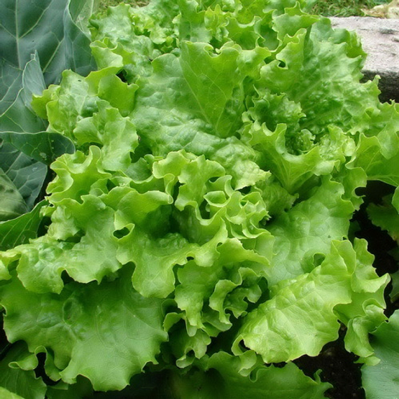 Афицион рз семена салата батавия – фото 1