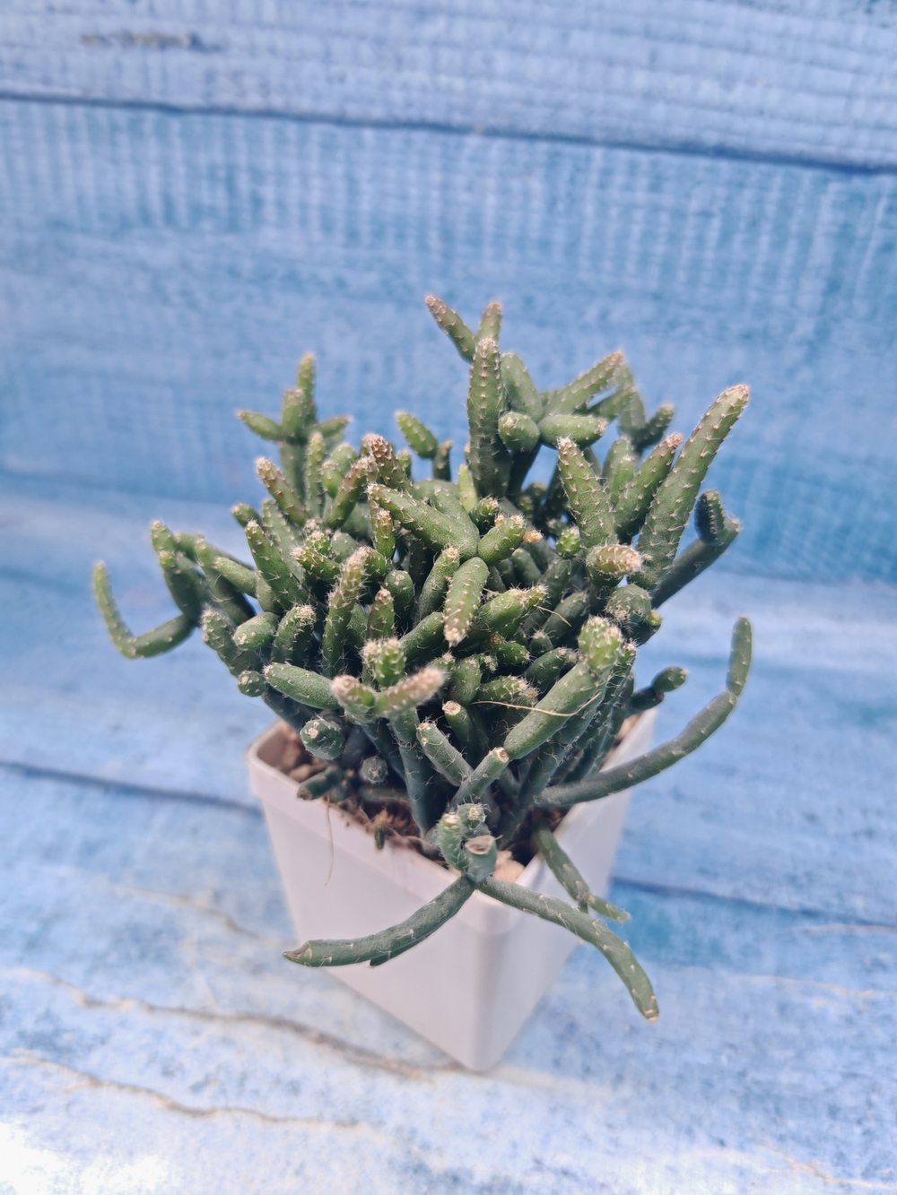 Rhipsalis Burchellii (Рипсалис)