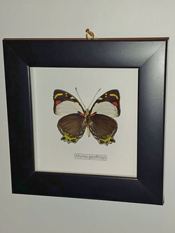 Бабочка Mynes geoffroyi в рамке