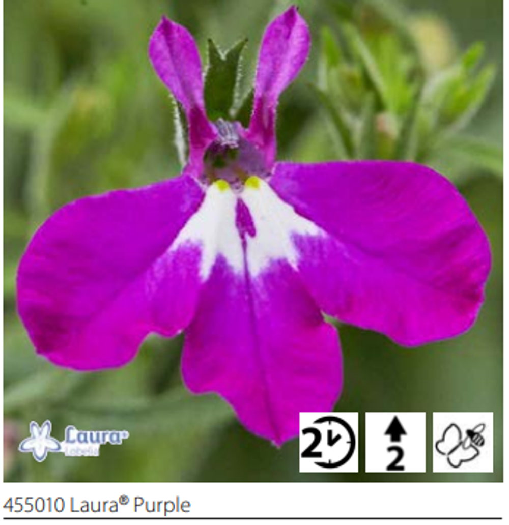 ЕВРО Лобелия Laura Purple укорененный черенок ОКС февраль 26 Volmary