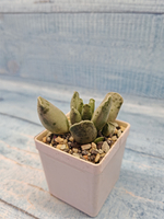 Adromischus Festivus grey (Адромискус)