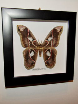 Бабочка Rothschildia lebeau в рамке