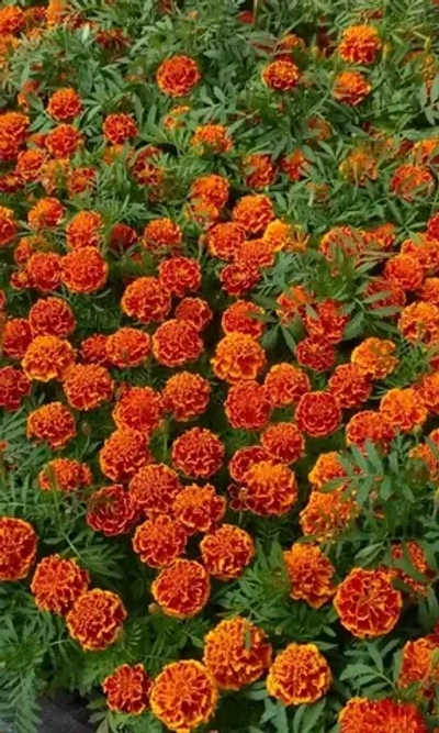 Семена Бархатцы отклоненные Брокада ред 0.2 гр (УД) Е/П