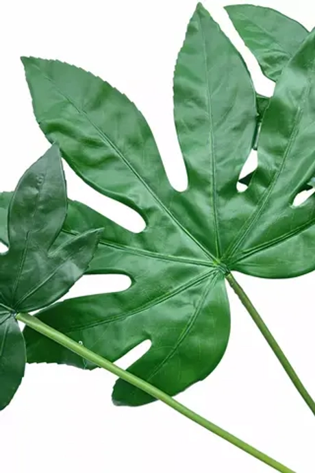 Куст Фатсии 7 листьев 79см