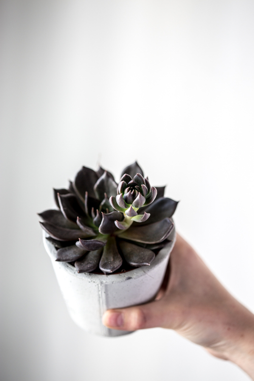 Эхеверия Черный принц