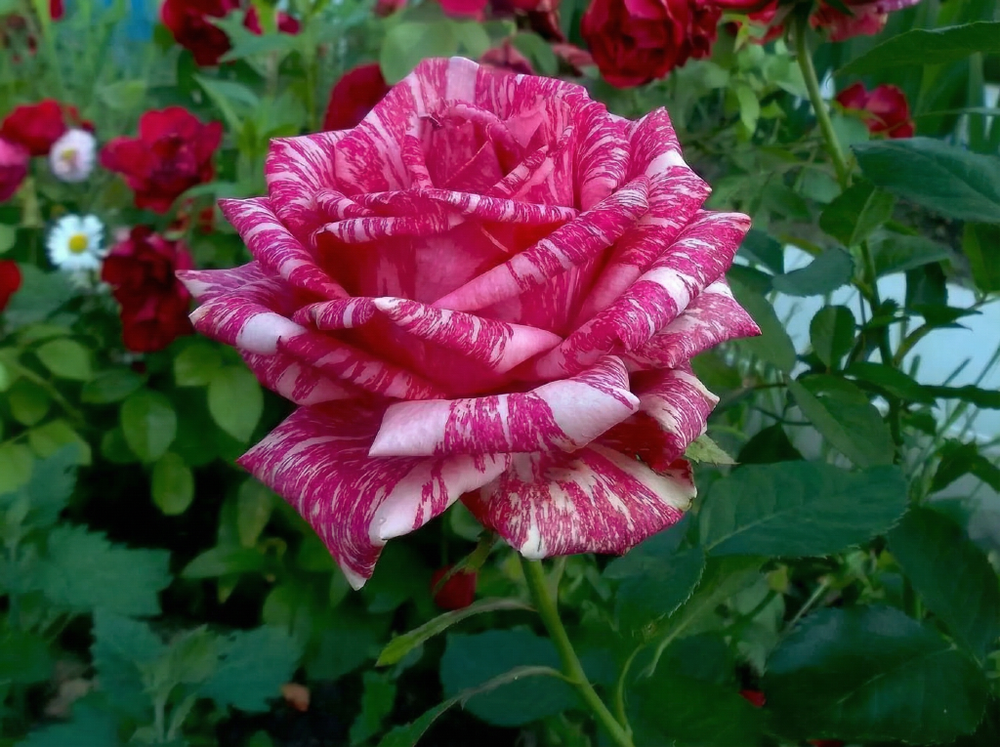 Роза «Пинк Интуишн» (Pink Intuition) чайно-гибридная