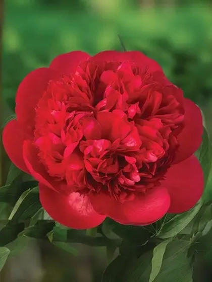 Пион травянистый Диана Паркс