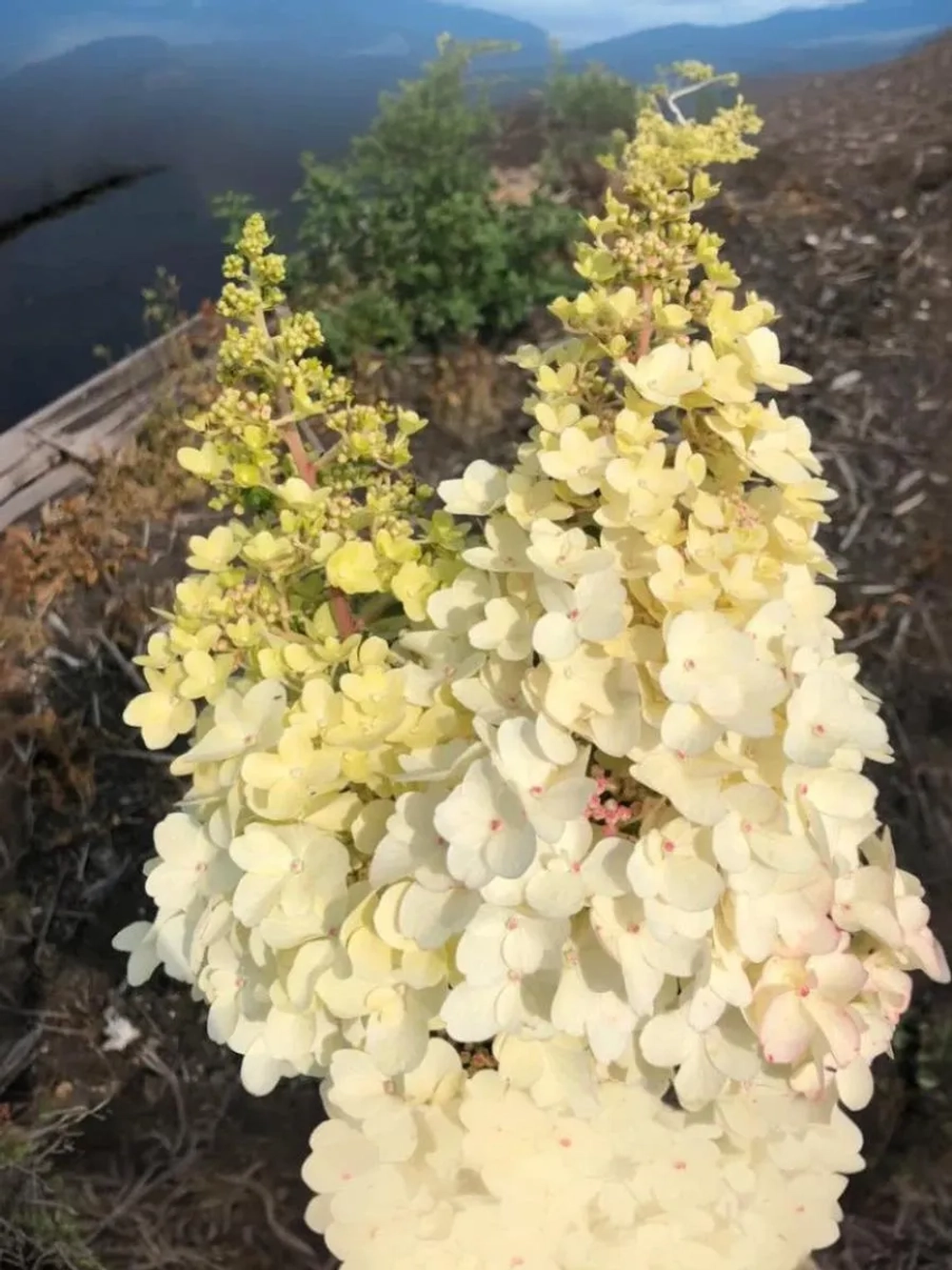 Гортензия метельчатая Петит Лантерн