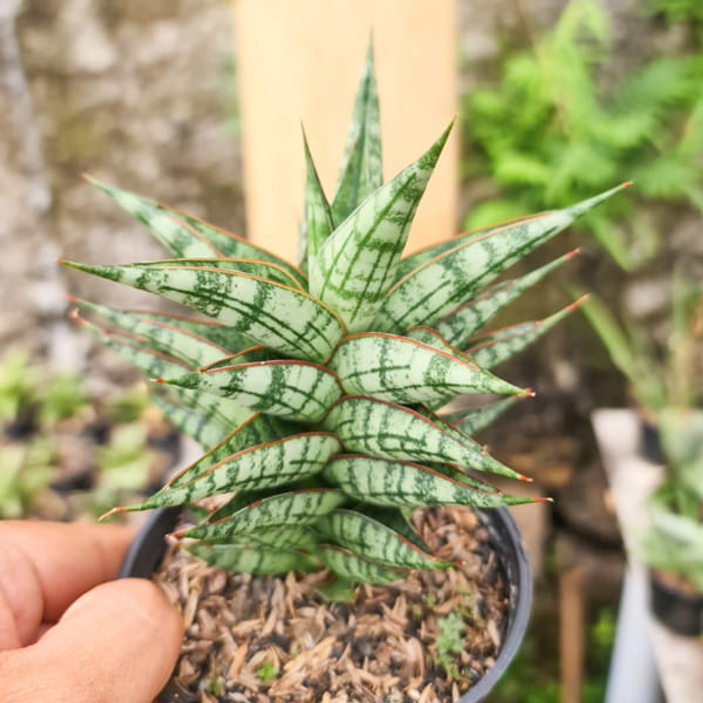 Сансевиерия NN77