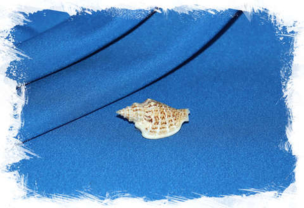 Стромбус вариабилис (Strombus variabilis) коллекц.