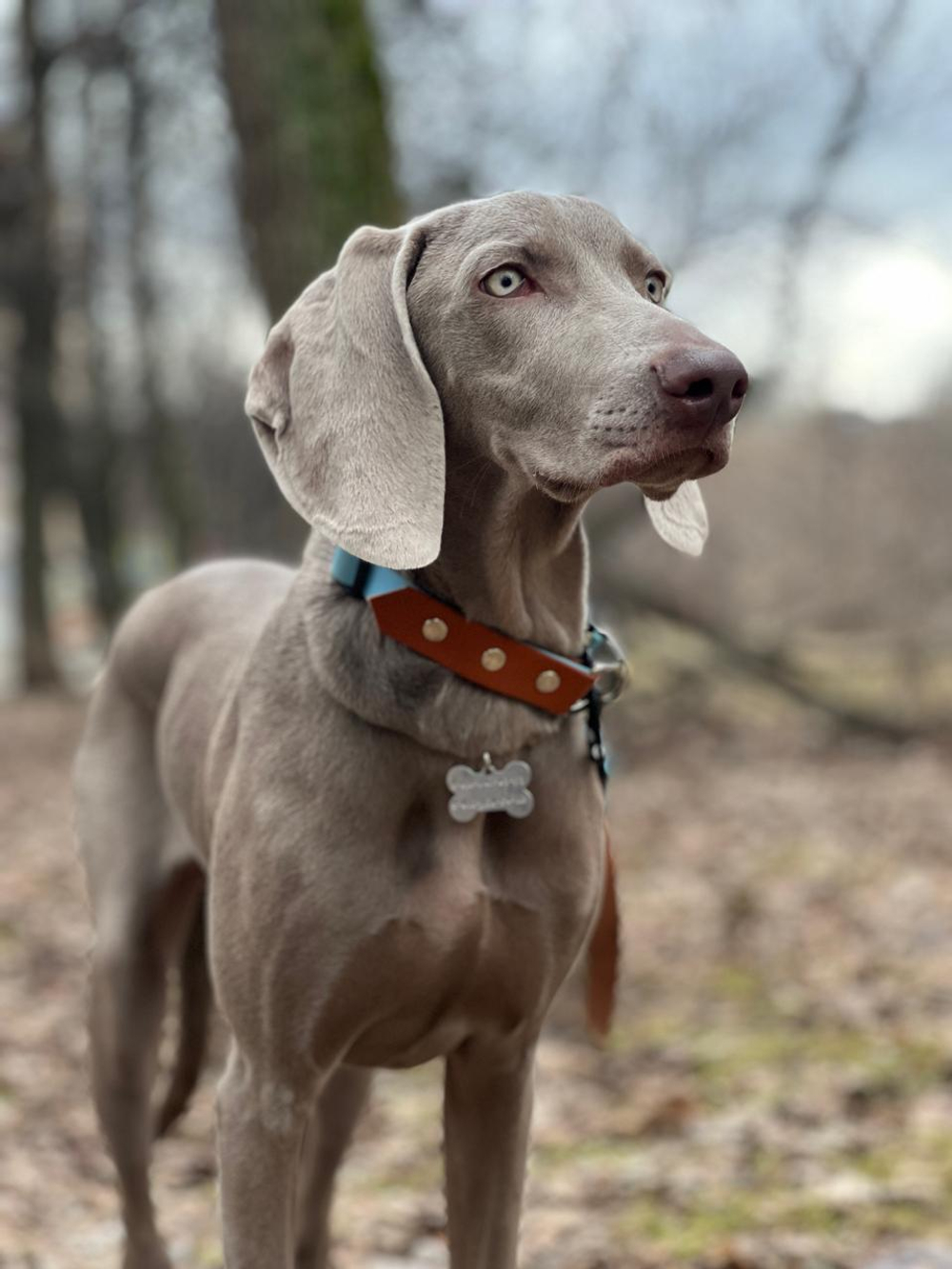 Ошейник для крупных собак из биотана , фастекс кобра металлический, 25 мм, 40-55 см , коричневый, голубой