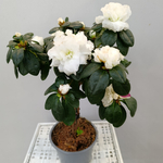 Азалия на стволе