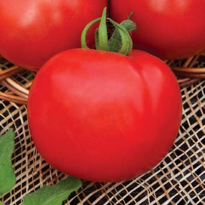 Томаты Капитан