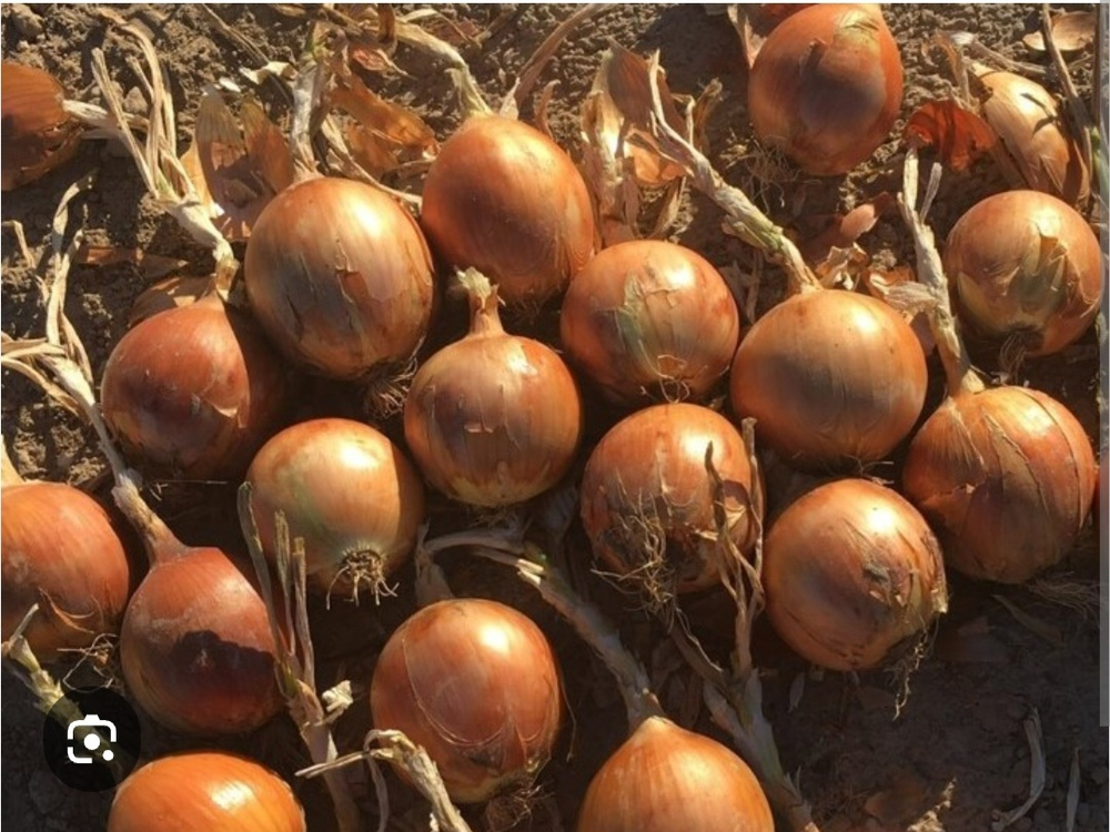 Лук репчатый Вуэльта F1 250000 семян - Vuelta F1 250 000 семян