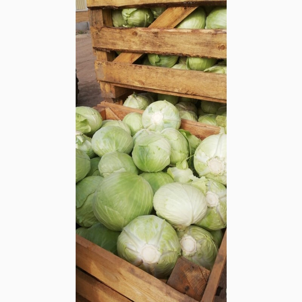 Капуста б/к Золтан F1 (100шт) Витагрин Профи