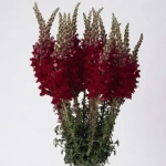 Львиный зев ПОТОМАК КРИМСОН