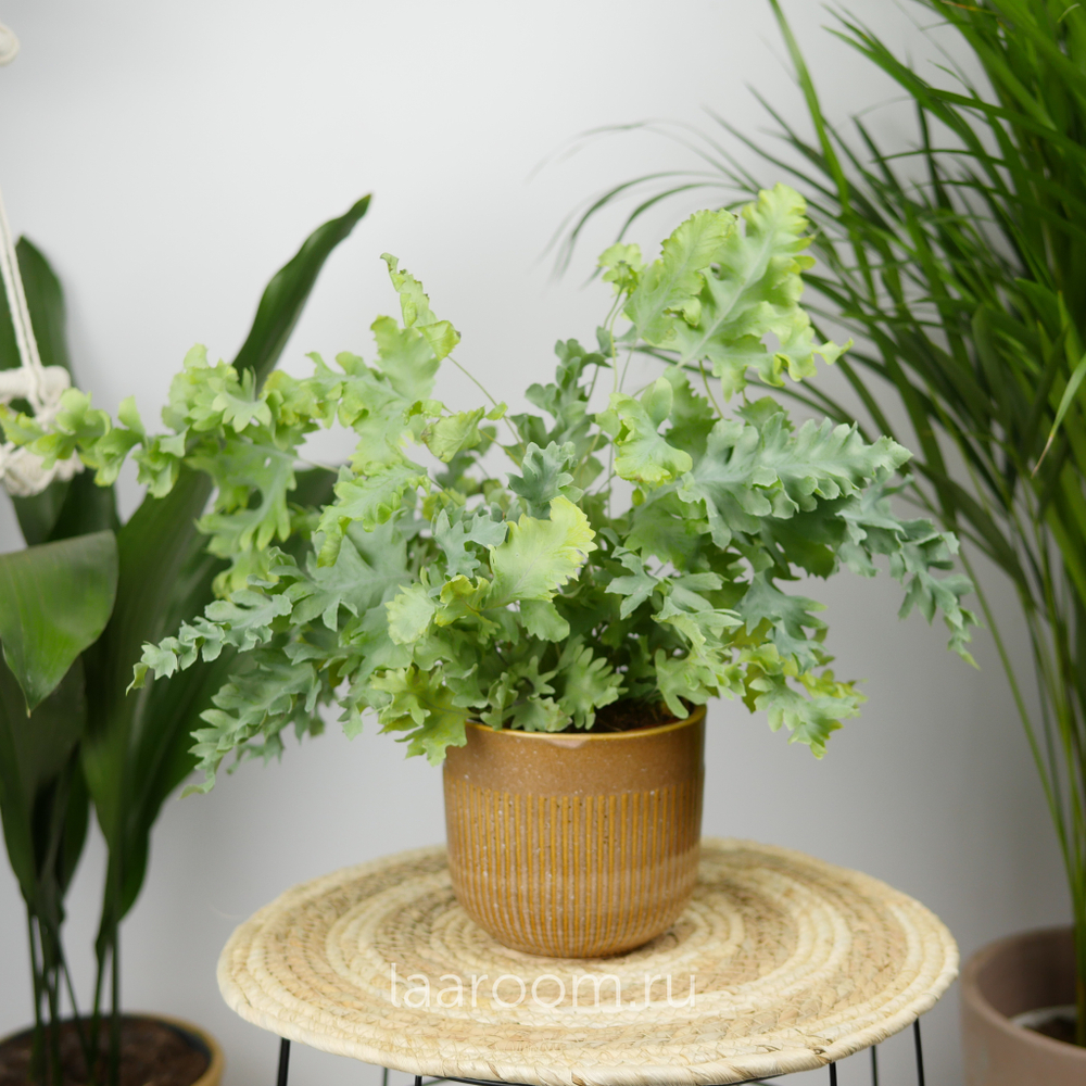 Флебодиум Давана 12/35